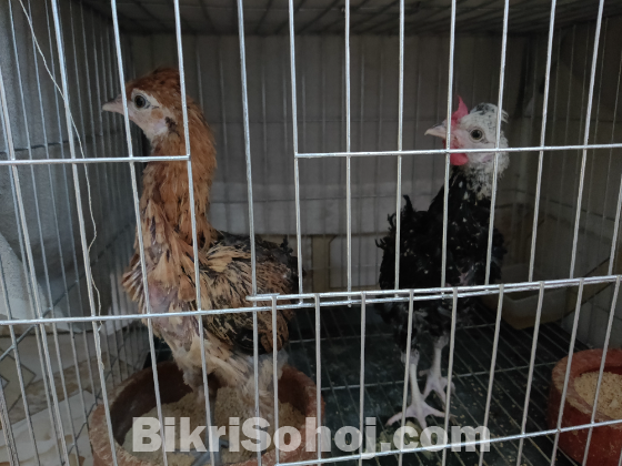 পাহাড়ি লাইজ্জা বাচ্চা